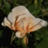 Rosa 'Crepuscule' -- Noisett Rose
